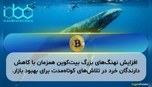 افزایش نهنگ‌های بزرگ بیت‌کوین همزمان با کاهش دارندگان خرد در تلاش‌های کوتاه‌مدت برای بهبود بازار.