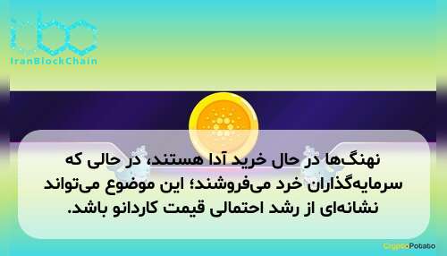 نهنگ‌ها در حال خرید آدا هستند، در حالی که سرمایه‌گذاران خرد می‌فروشند؛ این موضوع می‌تواند نشانه‌ای از رشد احتمالی قیمت کاردانو باشد.