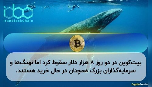 بیت‌کوین در دو روز ۸ هزار دلار سقوط کرد اما نهنگ‌ها و سرمایه‌گذاران بزرگ همچنان در حال خرید هستند.