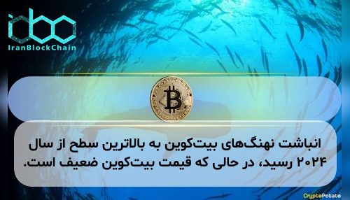 انباشت نهنگ‌های بیت‌کوین به بالاترین سطح از سال ۲۰۲۴ رسید، در حالی که قیمت بیت‌کوین ضعیف است.