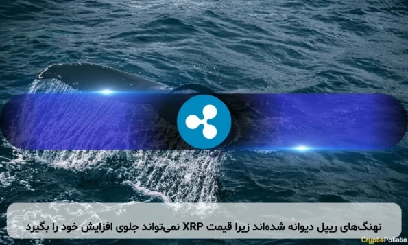 نهنگ‌های ریپل دیوانه شده‌اند زیرا قیمت XRP نمی‌تواند جلوی افزایش خود را بگیرد