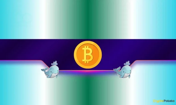 نهنگ‌های بیت‌کوین به خرید ادامه می‌دهند با وجود مشکلات قیمت BTC